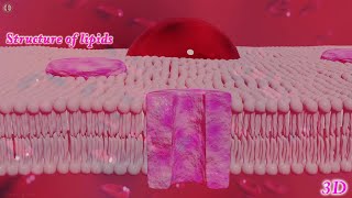 3D Animation Lipids [upl. by Acinna511]