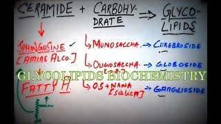 GLYCOLIPIDS  Biochemistry Concepts amp Brief Lipid Classification Cerebrosides Gangliosides etc [upl. by Laurene]