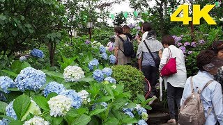 TOKYO 文京あじさいまつり 白山神社 Bunkyo Hydrangea Festival at Hakusan Shrine 2018 4K [upl. by Fugate]