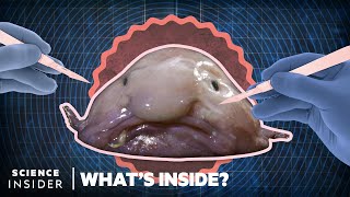 Whats Inside A Blobfish  Whats Inside  Science Insider [upl. by Orihakat]