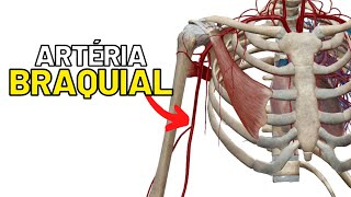 Artéria BRAQUIAL Limites ramos e trajeto ANGIOLOGIA  Aula de Anatomia humana grátis e fácil [upl. by Latrina]