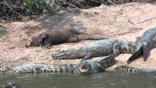 Giant otter and Yacare caiman [upl. by Japha277]