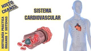 OyS 1 Sistema Cardiovascular [upl. by Slein]