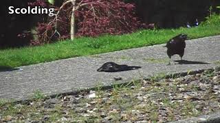 Crows attacking and copulating with a dead crow [upl. by Fianna294]