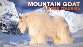 Mountain Goat in British Columbia  Chasse à la Chèvre Blanche en Colombie Britannique  2023 [upl. by Sawyer]