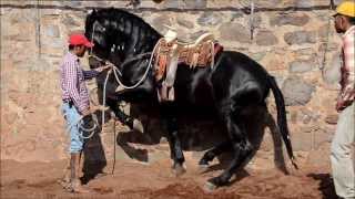 GATILLERO MR RANCHO LOS POTRILLOS [upl. by Nicholas840]