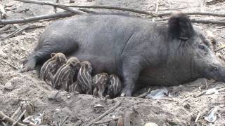 New born Wild Baby Boars  Wildschwein Frischlinge [upl. by Laris]