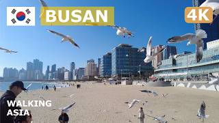 🇰🇷 South Korea Busan Haeundae Beach Train amp Haeundae Beach Day Walking Tour  4K [upl. by Aehsat]