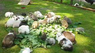 How To Gather 30 Holland Lop Rabbits in One Place [upl. by Terri]