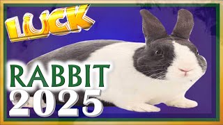 Rabbit Horoscope 2025  Luck  Born 2023 2011 1999 1987 1975 1963 1951 1939 [upl. by Veleda497]