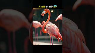 Flamingo amazingfacts animals birds new trending dastan [upl. by Vergil]