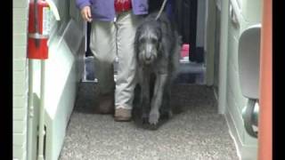 Westminster breed Scottish Deerhound with puppy [upl. by Naima]