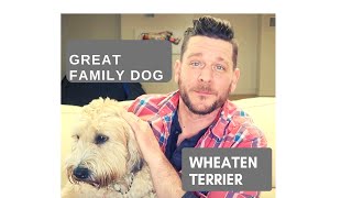 WHAT IS THE BEST FAMILY DOG Wheaten Terrier Review and featuring viewers dogs [upl. by Amelita322]