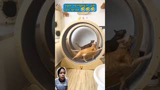 oyen lomba lari kucinglucu shortsvideo pencintakucing catlover [upl. by Potter]