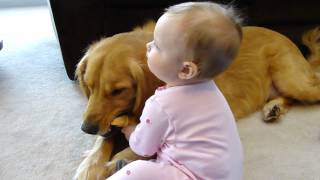 2 year old 85 lb dog Golden Retriever vs10month old baby girl [upl. by Middlesworth]