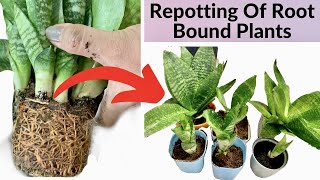 How To Repot Root Bound Plants Repotting Of Root Bound Snake PlantSpider Plant Air Layering [upl. by Wailoo]