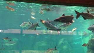 River Safari Feeding Session  Mekong Giant Catfish and Giant Freshwater Stingray [upl. by Pearle]