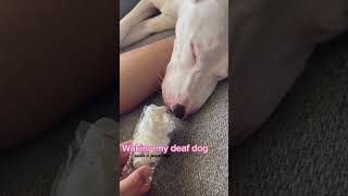 How to wake a sleeping dogs 😂😂dog funny doglover funnydogs fyp [upl. by Uy]