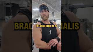 What Muscle Do Hammer Curls Work  Dr Kaleb Redden [upl. by Idnib]