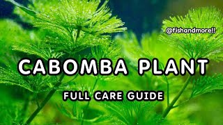 CABOMBA PLANTS FULL CARE GUIDE  HOW TO GROW CABOMBA HEALTHY IN AQUARIUM [upl. by Yeslah]