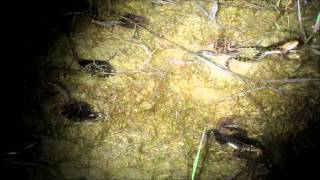 Leopard Frogs April 2011 [upl. by Nirok406]