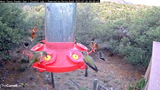 Insane Hummingbird Diversity During Morning Rush In West Texas – July 26 2023 [upl. by Ococ616]