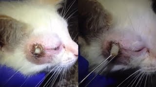 Removing A Large Cuterebra From Poor Kittens Head Part 16 [upl. by Atiuqehs]