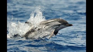 Croisières Dauphins et Porquerolles [upl. by Kernan806]