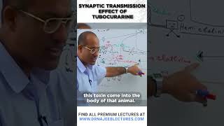 Synaptic Transmission Effect of Tubocurarine drnajeeblectures drnajeeb youtubeshortsvideo [upl. by Eelarac]