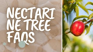 Nectarine Tree FAQs [upl. by Sixela]