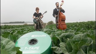 TTape Band  Lets Grow Cabbage [upl. by Kone528]