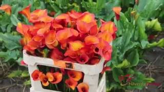 Calla from grower to customer by Hilverda De Boer [upl. by Neerhtak]