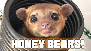 Kinkajou Rescue Visit What you should know about these Cute Creatures [upl. by Laryssa]