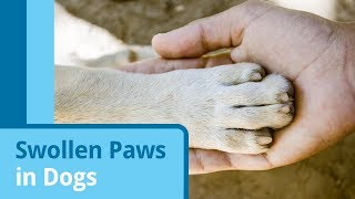 Swollen Paws in Dogs [upl. by Jacky]