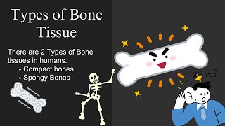 Bone Tissue And Its Types  Compact and Spongy Bone  Novice Medic [upl. by Alyakim]