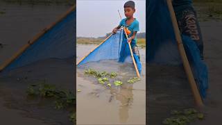 Amazing Two Boys Catching Big Fish by ucha net trap in Beel uchanettrapfishing fish catchfish [upl. by Kwang744]