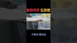 탈피도와줄게 가만히 있어줘ㅠ 파충류 reptiles 애완동물 동물 크레스티드게코도마뱀 반려동물 크레스티드게코 gecko [upl. by Tterej769]