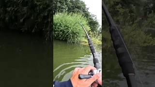 2m WELS direkt vor den FÜẞEN 😳 angeln fishing joshinator wels [upl. by Leighland]