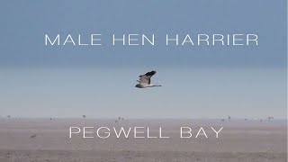 Male Hen Harrier  Pegwell Bay [upl. by Shelby]