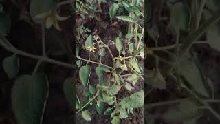 টমেটোSolanum lycopersicum nature beautiful amazing beauty flowers fruit vegetables food ফল [upl. by Evan]