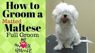 Grooming a Maltese Matted [upl. by Ecnerual475]