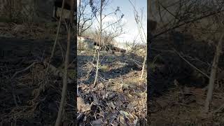 Crawling with Quail quail upland hunt hunting deer bowhunting [upl. by Dimo]