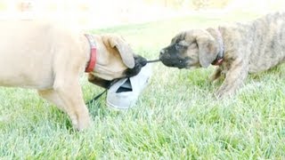 English Mastiff Puppies Stealing A Shoe [upl. by Eph]