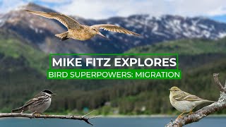 How Do Birds Fly Over The Ocean Without Getting Tired  Mike Fitz Explores [upl. by Ellebasi]