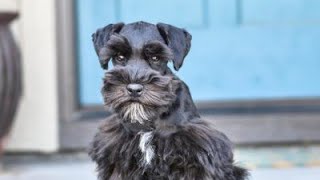 ADORABLE Schnauzer has an ADORABLE Personality  Stella in Training [upl. by Selda666]