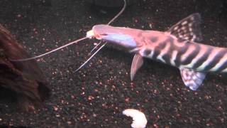 Tigrinus catfish [upl. by Arotak43]