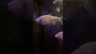 Blind Cavefish learn cavefish blind fish aquaticlife dallasaquarium [upl. by Adyam]