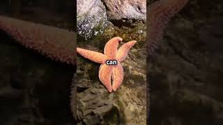 Starfish Can Regenerate Their Own Arms – Regeneration Fact [upl. by Adniled]