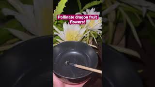 How to Hand Pollinate Dragon Fruit [upl. by Fast]