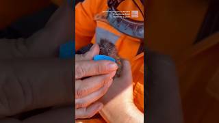 Baby marmoset rescued from Brazil forest fire [upl. by Yrebmik]